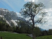 MONTE GARDENA (2117 m) dai Fondi di Schilpario, il 25 maggio 2014 - FOTOGALLERY